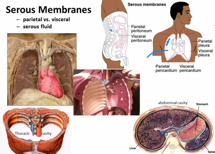 Ch1 med terminology | Lumina Media Player